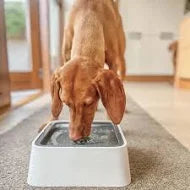 SlowFlow Dog Drinking Bowl